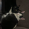cat, black_cat, black_and_white_cat, pets, animals, feline, couch, indoor, resting, snuggling, fur, ears, eyes, cozy, relaxation, domestic, companion, two_animals, quiet, home