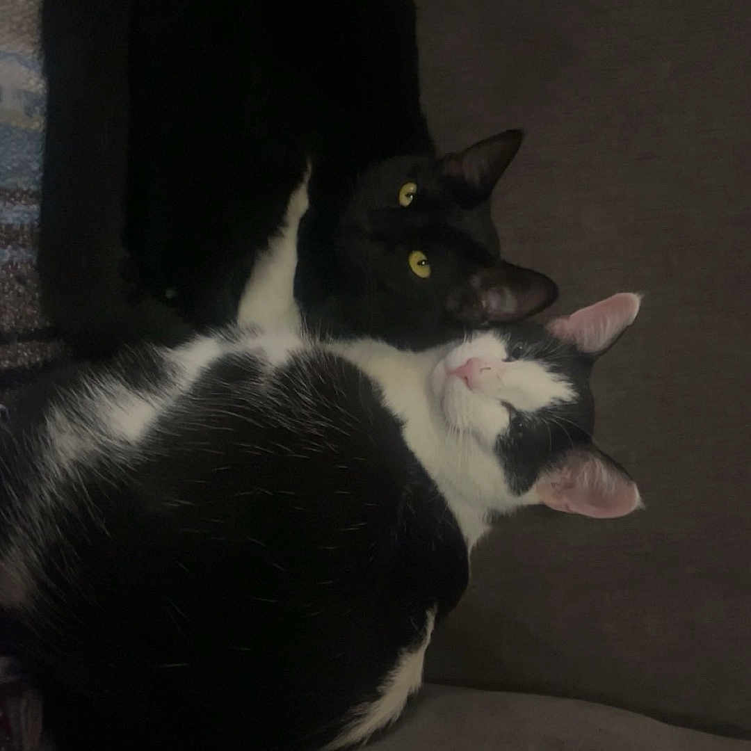 Bandito is registered to the contest to win money with this photo: cat, black_cat, black_and_white_cat, pets, animals, feline, couch, indoor, resting, snuggling, fur, ears, eyes, cozy, relaxation, domestic, companion, two_animals, quiet, home