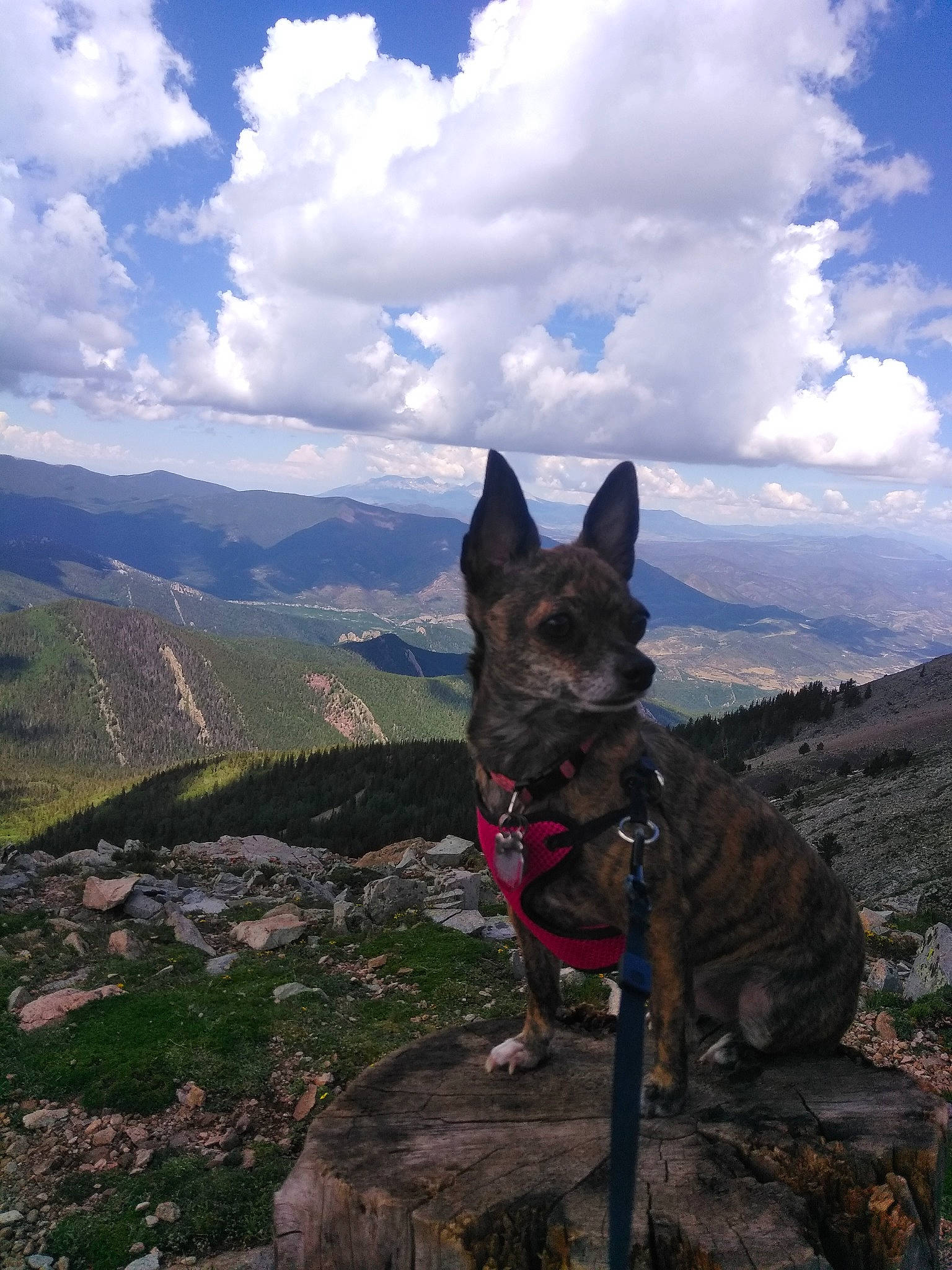 Gia is registered to the contest to win money with this photo: adventure, australian_cattle_dog, carnivore, cloud, cumulus, dog, dog_breed, fawn, fell, hill, landscape, mountain, mountain_range, plant, recreation, ridge, sky, sporting_group, travel, working_animal