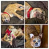 animal, blanket, brown_dog, close_up, couch, dog, ears, floor, fur, happy, indoor, looking_up, lying_down, pet, playful, red_collar, resting, star_shaped_toy, teeth, toy