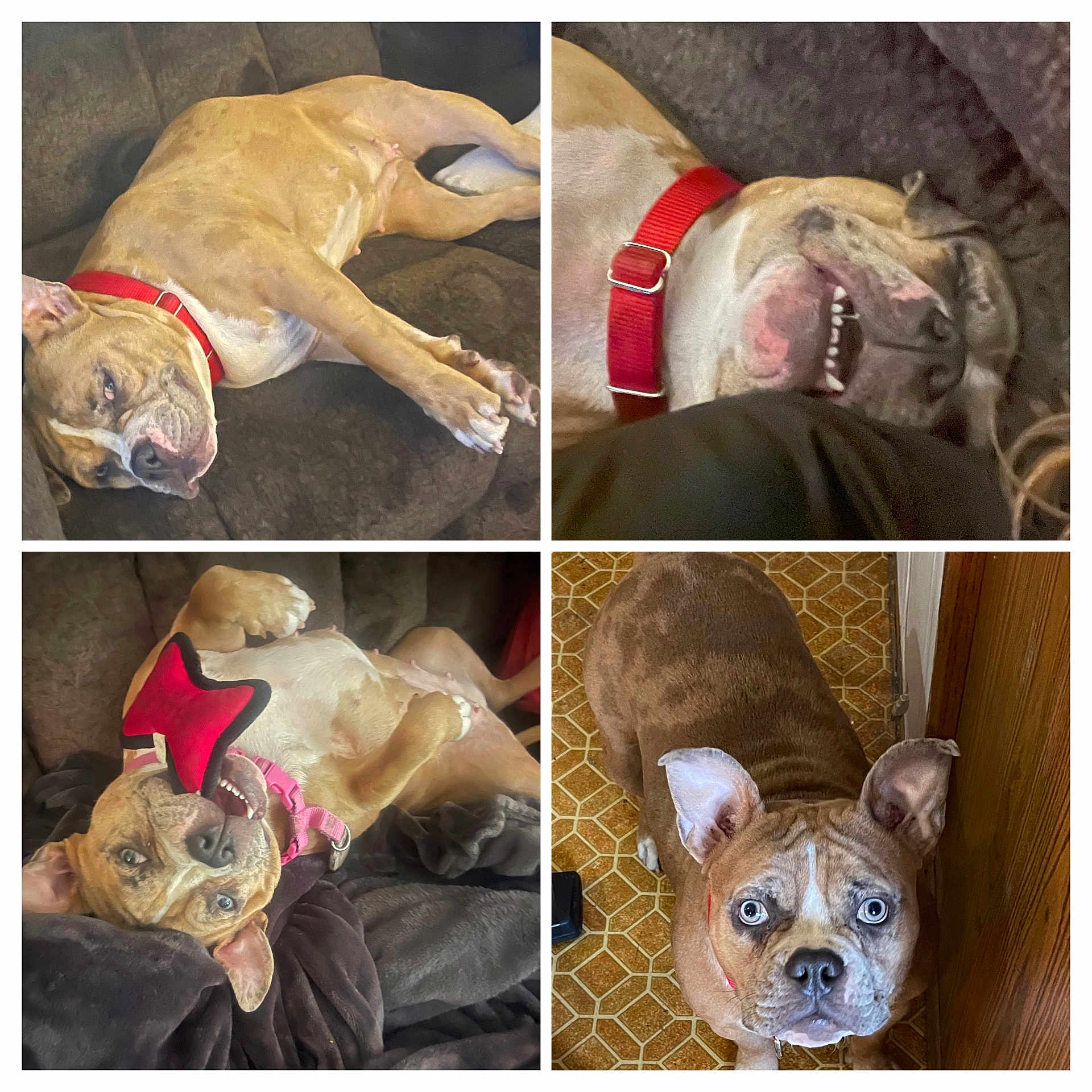 Sunna is registered to the contest to win money with this photo: animal, blanket, brown_dog, close_up, couch, dog, ears, floor, fur, happy, indoor, looking_up, lying_down, pet, playful, red_collar, resting, star_shaped_toy, teeth, toy