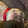 animal, blanket, canine, close_up, collar, companion, cozy, cute, dog, fur, indoor, lying_down, muzzle, pet, red_collar, relaxed, resting, sleepy, smile, teeth