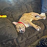 Sunna joined the competition — help win amazing prizes! blanket, brown_dog, casual, couch, cozy, dog, domestic, floor, furniture, indoor, jeans, living_room, person_legs, pet, red_collar, relaxed, resting, sofa, white_socks, yellow_canister