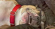 Sunna is registered to the contest to win money with this photo: dog, pet, collar, red_collar, lying_down, close_up, teeth, mouth_open, animal, canine, fur, sleeping, resting, indoors, cozy, brown_fur, white_fur, snout, nose, companion