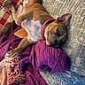 Sunna is registered to the contest to win money with this photo: animal, bed, blanket, brown_dog, canine, collar, cozy, dog, ears, fur, indoor, patterned_bedspread, paw, pet, purple_blanket, quilt, relaxed, resting, sleeping, snout