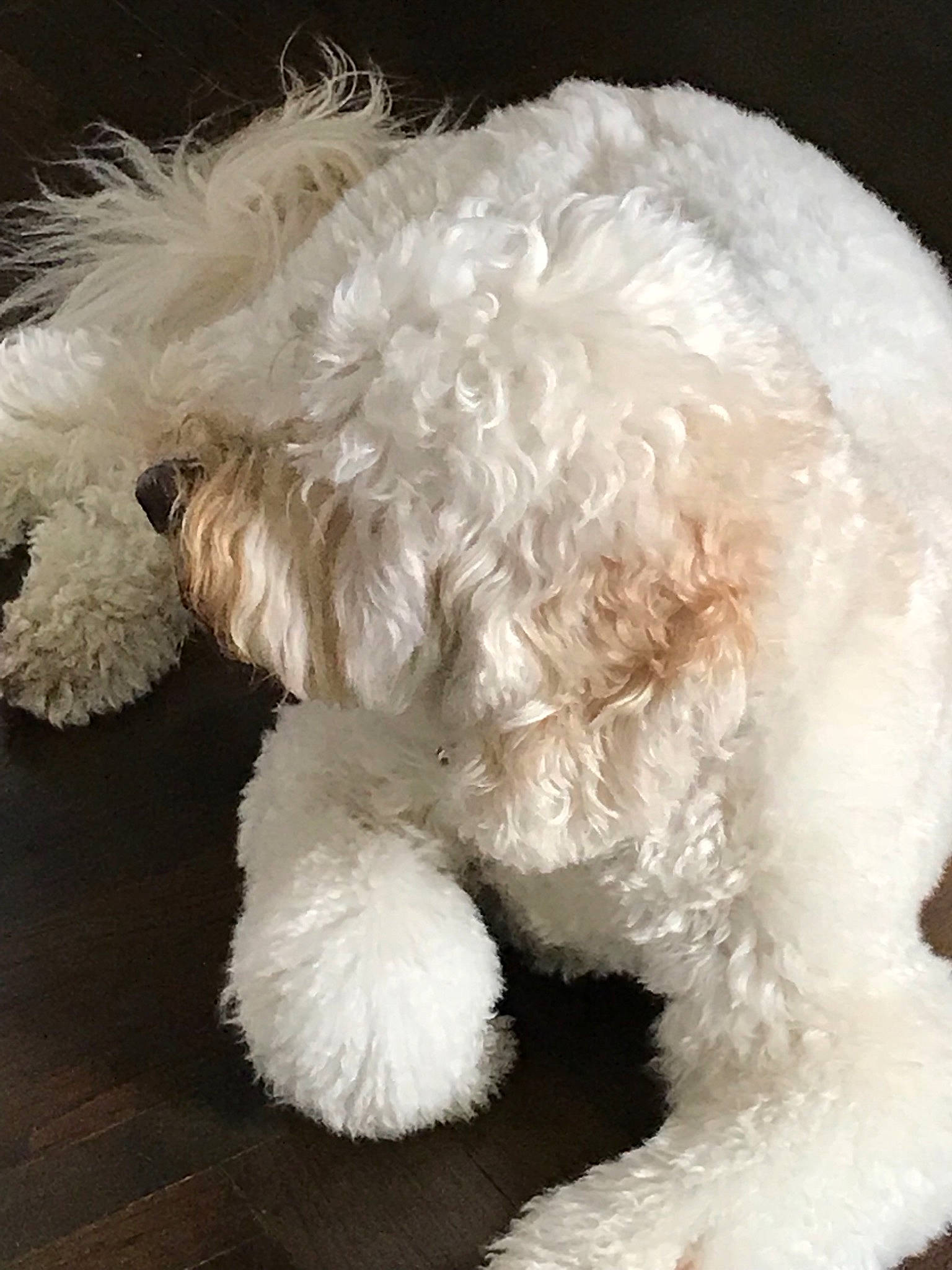 Millie Haas joined the competition — help win amazing prizes! bolognese, canidae, carnivore, companion_dog, dog, dog_breed, fur, labradoodle, maltepoo, non_sporting_group, plush, poodle, puppy, rare_breed_dog, sporting_group, stuffed_toy, toy, toy_dog, toy_poodle, white