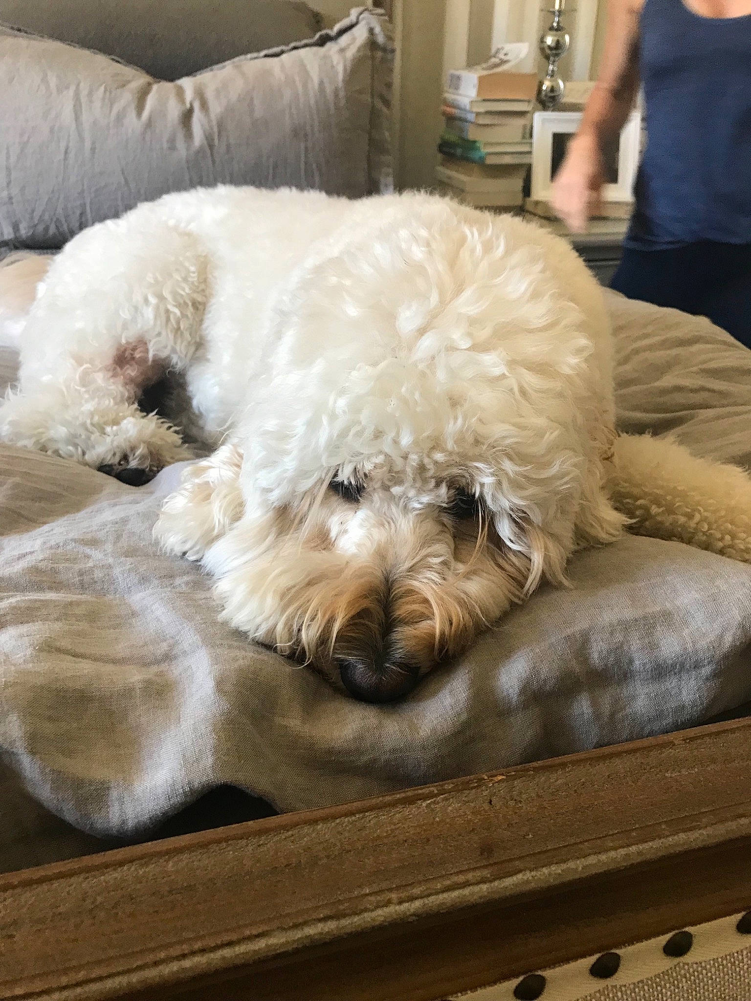 Millie Haas joined the competition — help win amazing prizes! bichon_frise, canidae, carnivore, cockapoo, companion_dog, dog, dog_breed, goldendoodle, maltepoo, mammal, miniature_poodle, non_sporting_group, poodle, poodle_crossbreed, snout, sporting_group, terrier, toy_dog, toy_poodle, vertebrate