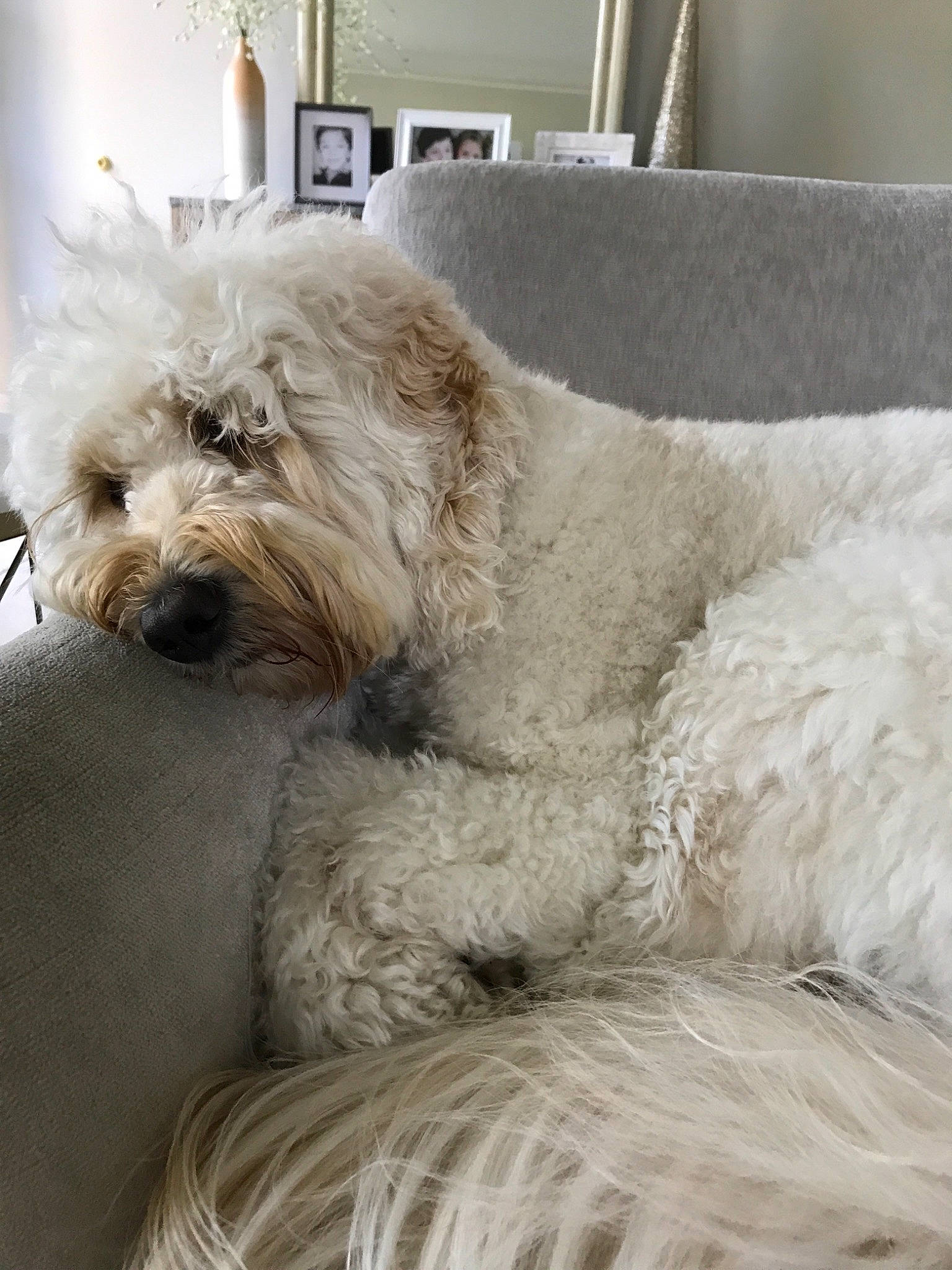 Millie Haas is registered to the contest to win money with this photo: briquet_griffon_vendeen, canidae, carnivore, cockapoo, companion_dog, dog, dog_breed, dutch_smoushond, glen_of_imaal_terrier, goldendoodle, havanese, irish_soft_coated_wheaten_terrier, lagotto_romagnolo, mammal, poodle_crossbreed, sapsali, schnoodle, sporting_group, terrier, vertebrate