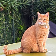 Simba a rejoint le concours — aidez-le/la à gagner de superbes lots ! cat, orange_tabby, pet, animal, feline, sitting, tail, outdoor, greenery, blurred_background, fur, alert, collar, closeup, portrait, nature, domestic_animal, whiskers, ears, calm