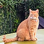 cat, orange_tabby, pet, animal, feline, sitting, tail, outdoor, greenery, blurred_background, fur, alert, collar, closeup, portrait, nature, domestic_animal, whiskers, ears, calm