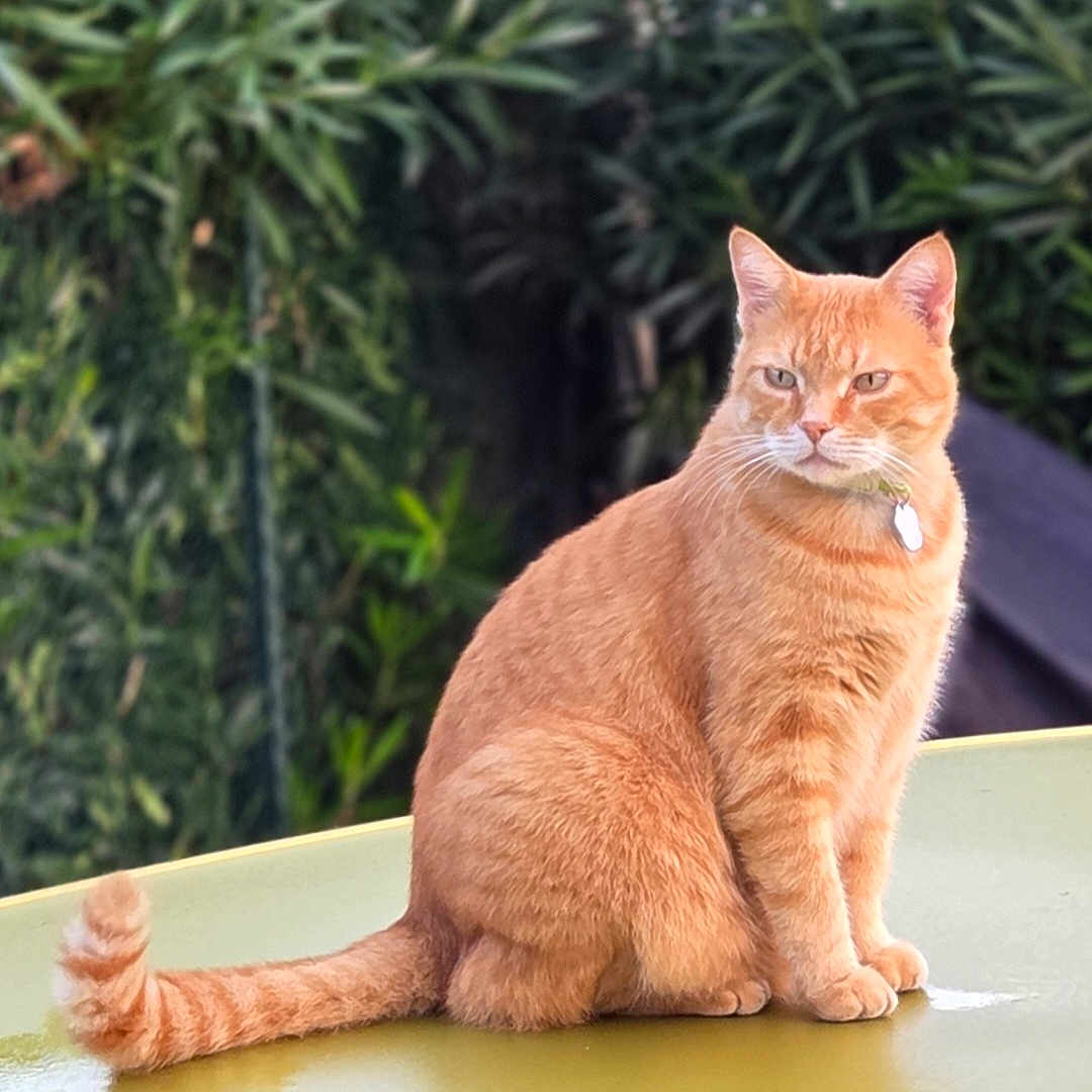 Simba a rejoint le concours — aidez-le/la à gagner de superbes lots ! alert, animal, blurred_background, calm, cat, closeup, collar, domestic_animal, ears, feline, fur, greenery, nature, orange_tabby, outdoor, pet, portrait, sitting, tail, whiskers