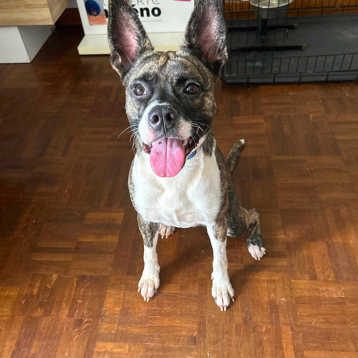 Kiara participe au concours pour gagner de l'argent avec cette photo : animal, brindle, canine, collar, crate, dog, domestic, ears_up, floor, four_legs, fur, happy, indoor, looking_up, muzzle, pet, sitting, tongue_out, whiskers, wooden_floor