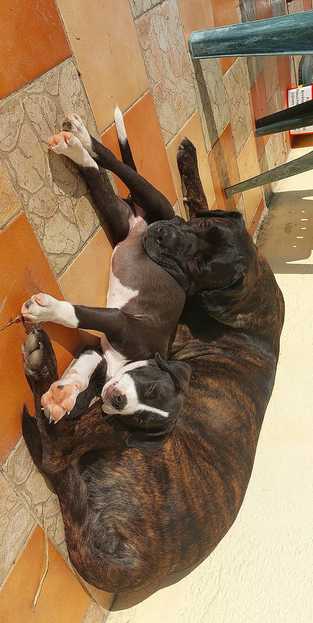 Nyna a rejoint le concours — aidez-le/la à gagner de superbes lots ! art, carnivore, cat, comfort, fawn, felidae, flooring, fur, headgear, hide, horn, natural_material, room, small_to_medium_sized_cats, snout, tail, terrestrial_animal, whiskers, wood, working_animal