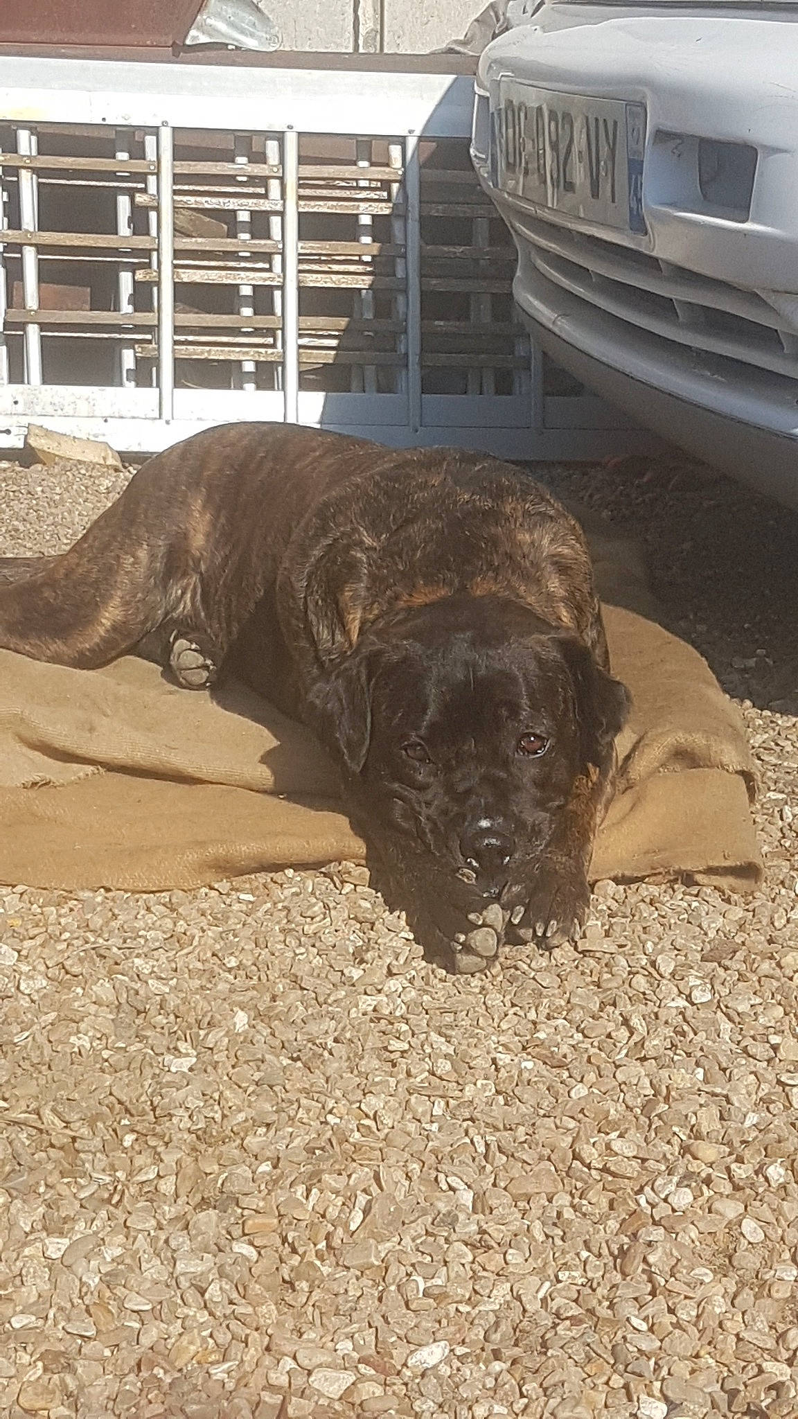 Nyna a rejoint le concours — aidez-le/la à gagner de superbes lots ! automotive_tire, bumper, car, carnivore, dog, dog_breed, fawn, fence, fender, grille, liver, snout, sporting_group, terrestrial_animal, tire, vehicle, vehicle_registration_plate, wheel, wood, working_animal