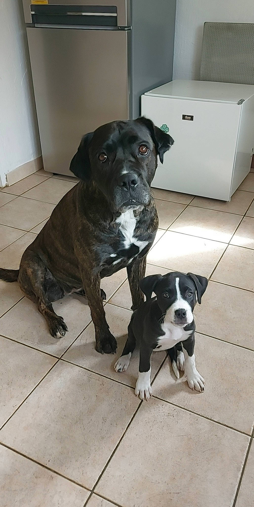 Nyna participe au concours pour gagner de l'argent avec cette photo : borador, box, canidae, carnivore, collar, companion_dog, dog, dog_breed, dog_collar, fawn, floor, flooring, fur, mammal, paper_towel, snout, sporting_group, tail, working_animal, working_dog