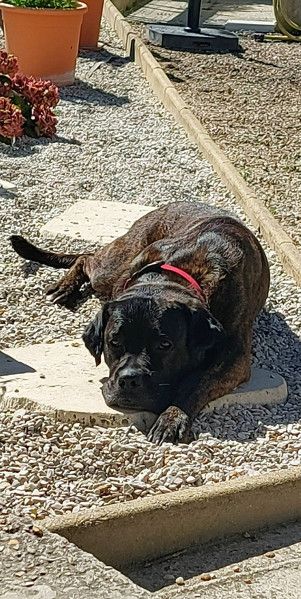 Nyna participe au concours pour gagner de l'argent avec cette photo : asphalt, carnivore, collar, companion_dog, dog, dog_breed, dog_collar, fawn, flooring, fur, leash, road_surface, snout, soil, sporting_group, tail, terrestrial_animal, vertebrate, working_animal, wrinkle