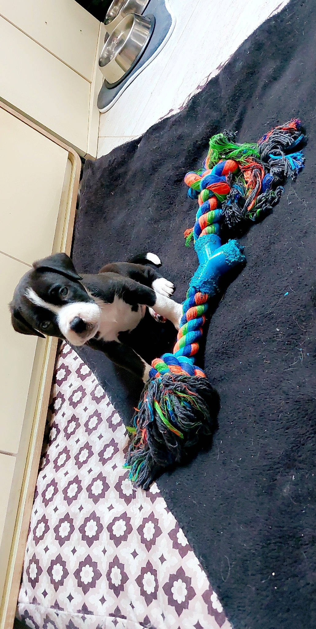 Shelby participe au concours pour gagner de l'argent avec cette photo : art, electric_blue, fashion_accessory, felidae, flooring, fur, knitting, mammal, pattern, recreation, rope, small_to_medium_sized_cats, street_fashion, stuffed_toy, tail, thread, toy, visual_arts, wool, woolen