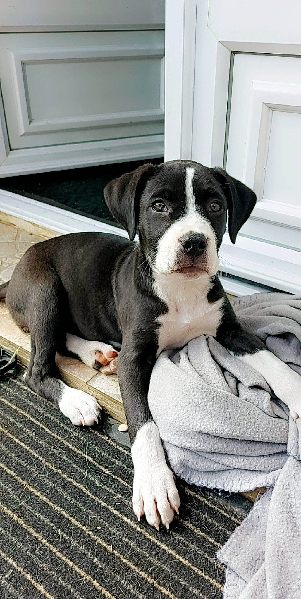 Shelby participe au concours pour gagner de l'argent avec cette photo : bored, canidae, carnivore, collar, comfort, companion_dog, dog, dog_breed, dog_supply, fawn, flooring, fur, pattern, pet_supply, snout, sporting_group, tail, terrestrial_animal, working_animal, working_dog