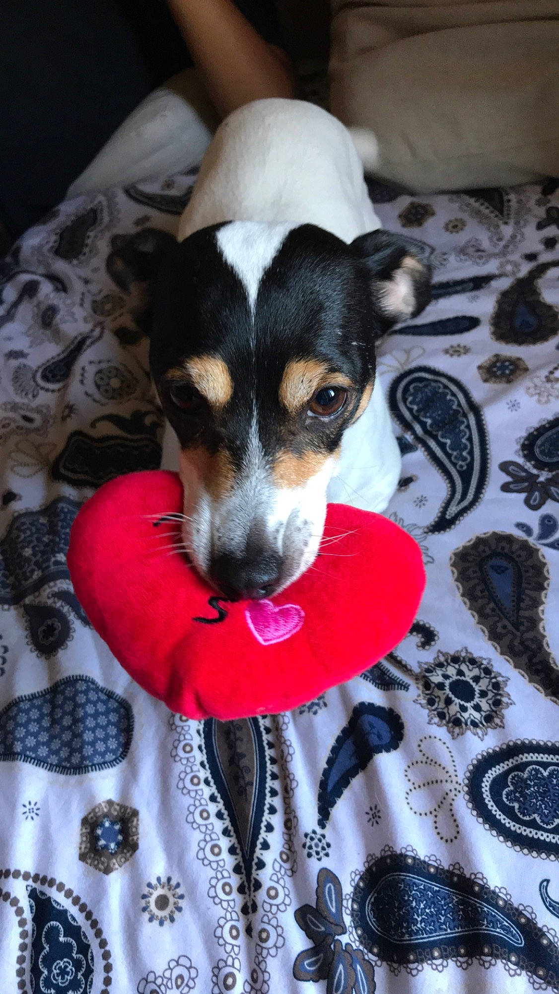Gouache participe au concours pour gagner de l'argent avec cette photo : brazilian_terrier, canidae, carnivore, chilean_fox_terrier, companion_dog, danish_swedish_farmdog, dog, dog_breed, feist, mammal, miniature_fox_terrier, puppy, rat_terrier, ratonero_bodeguero_andaluz, russell_terrier, teddy_roosevelt_terrier, tenterfield_terrier, toy_fox_terrier, treeing_feist, vertebrate