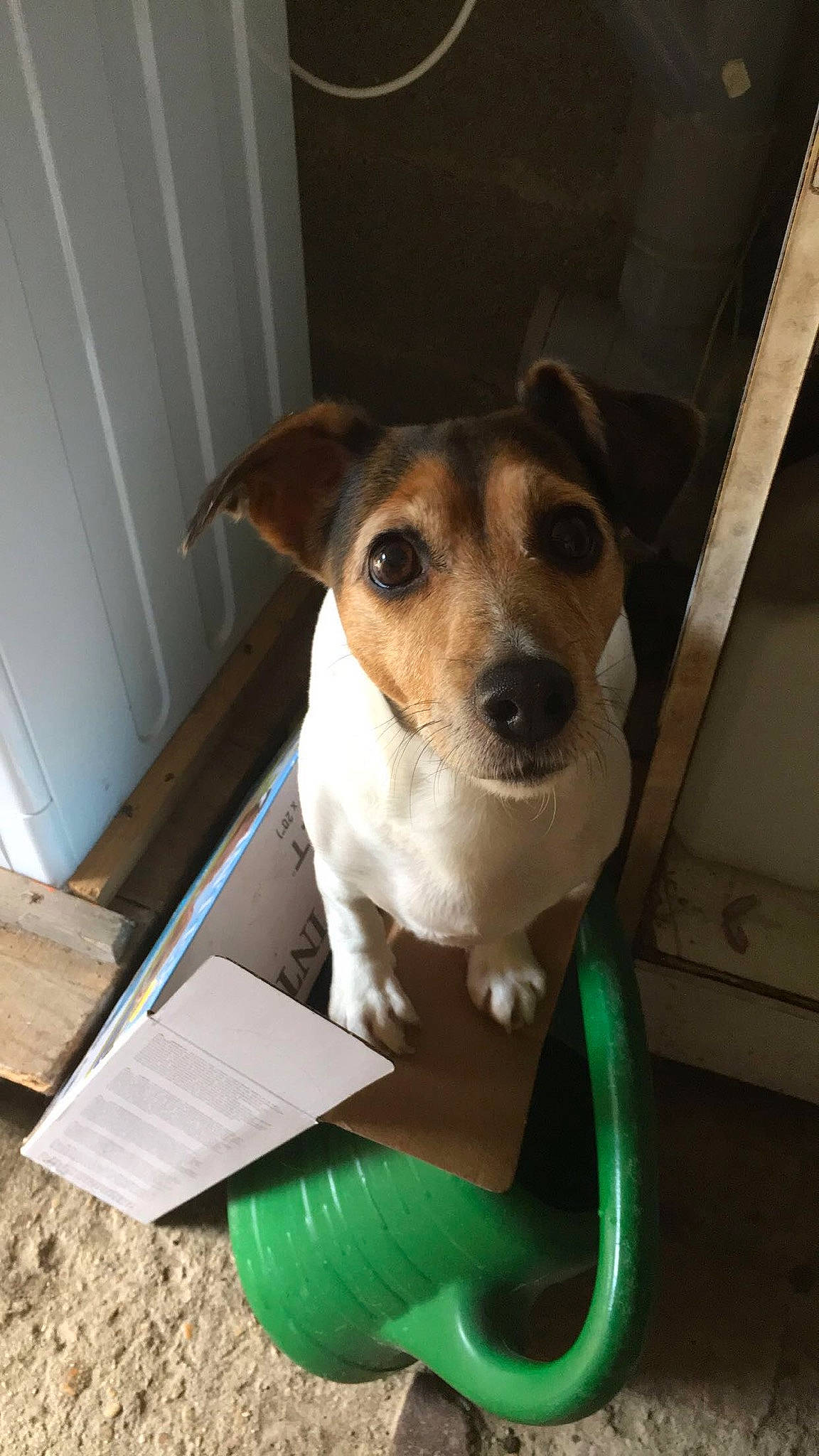 Danette participe au concours pour gagner de l'argent avec cette photo : brazilian_terrier, canidae, carnivore, companion_dog, dog, dog_breed, feist, fox_terrier, jack_russell_terrier, mammal, miniature_fox_terrier, parson_russell_terrier, potcake_dog, rare_breed_dog, rat_terrier, russell_terrier, smooth_fox_terrier, snout, tenterfield_terrier, vertebrate