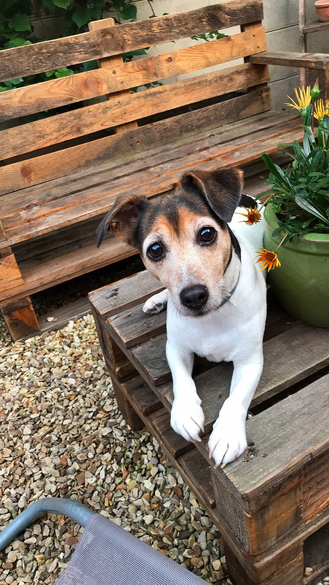 Danette a rejoint le concours — aidez-le/la à gagner de superbes lots ! brazilian_terrier, canidae, carnivore, companion_dog, danish_swedish_farmdog, dog, dog_breed, fawn, feist, irishjacks, jack_russell_terrier, mammal, miniature_fox_terrier, parson_russell_terrier, potcake_dog, russell_terrier, snout, sporting_group, treeing_feist, vertebrate