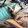 Nala joined the competition — help win amazing prizes! cat, siamese_cat, sleeping_cat, blanket, quilt, pajamas, person_leg, foot, slipper, couch, pillow, living_room, coffee_table, dishes, floor, clothing, cozy, indoor, pet, nap