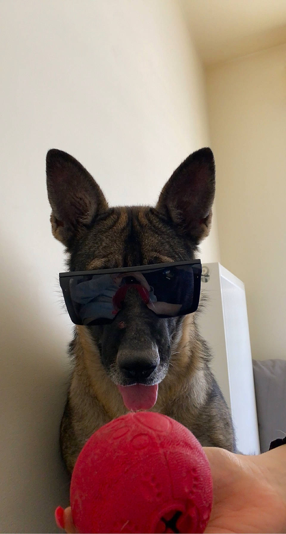 Naïs a rejoint le concours — aidez-le/la à gagner de superbes lots ! canidae, carnivore, collar, comfort, companion_dog, dog, dog_breed, dog_supply, ear, foot, fur, grey, paw, pet_supply, sitting, snout, tail, terrestrial_animal, whiskers, working_animal