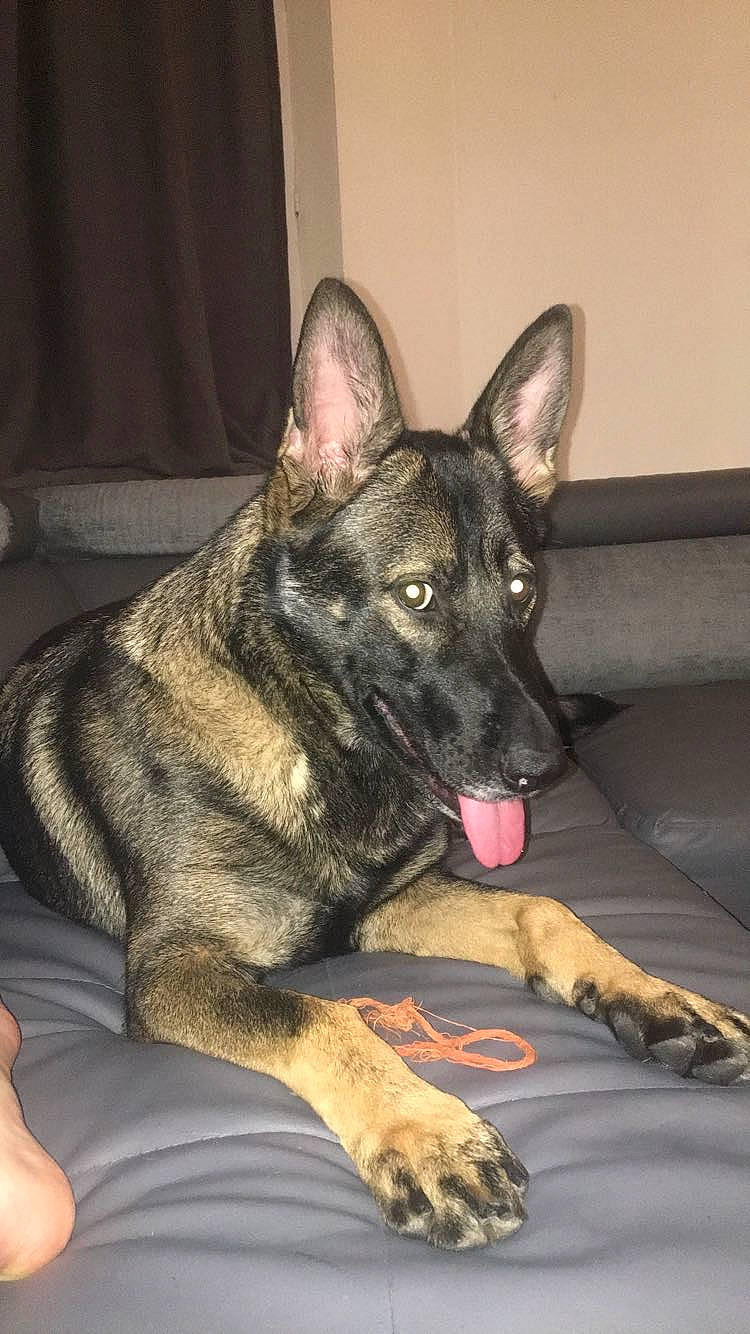 Naïs a rejoint le concours — aidez-le/la à gagner de superbes lots ! canidae, carnivore, companion_dog, dog, dog_breed, east_european_shepherd, eye, foot, fur, german_shepherd_dog, guard_dog, herding_dog, jaw, sitting, snout, sporting_group, whiskers, window, working_animal, working_dog