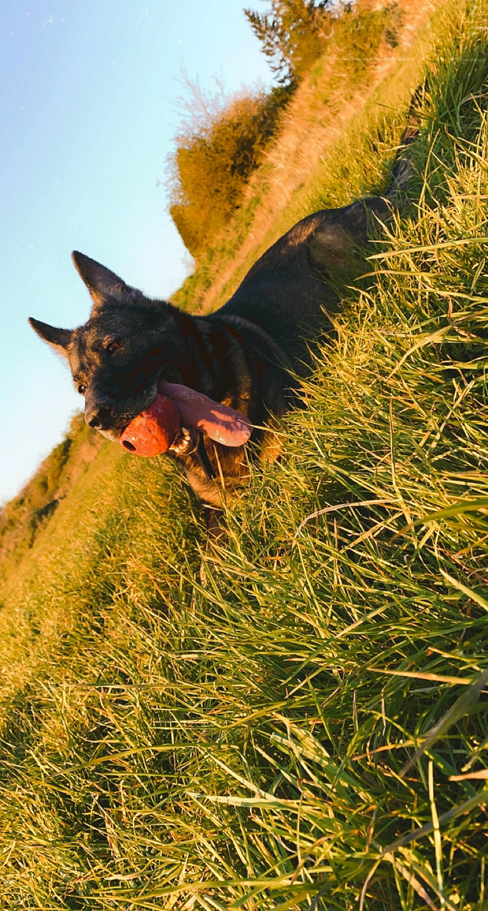 Naïs participe au concours pour gagner de l'argent avec cette photo : adventure, carnivore, dog, dog_breed, fawn, grass, grass_family, grassland, happy, landscape, nature, organism, people_in_nature, plant, shadow, sky, sporting_group, sunlight, tail, wildlife