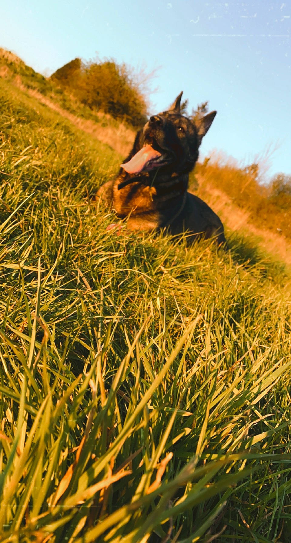 Naïs participe au concours pour gagner de l'argent avec cette photo : agriculture, backlighting, carnivore, dog, dog_breed, field, grass, grass_family, grassland, happy, landscape, meadow, pasture, people_in_nature, plant, prairie, shadow, sky, tail, working_animal