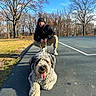 dog, person, outdoor, park, winter, trees, blue_sky, sunlight, pavement, leash, walking, sitting, crouching, shaggy_fur, curly_fur, tongue_out, happy, portrait, road, nature