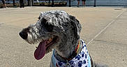 Griffey is registered to the contest to win money with this photo: dog, pet, canine, schnauzer, gray_fur, bandana, collar, leash, dog_tag, panting, tongue_out, sitting, outdoor, waterfront, cityscape, skyline, urban, promenade, sunny, portrait