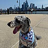 dog, pet, canine, schnauzer, gray_fur, bandana, collar, leash, dog_tag, panting, tongue_out, sitting, outdoor, waterfront, cityscape, skyline, urban, promenade, sunny, portrait