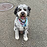 Griffey joined the competition — help win amazing prizes! dog, puppy, shaggy_fur, curly_coat, black_and_white, sitting, smiling, tongue_out, pet, leash, collar, bandana, outdoors, street, pavement, asphalt, manhole_cover, urban, portrait, cute