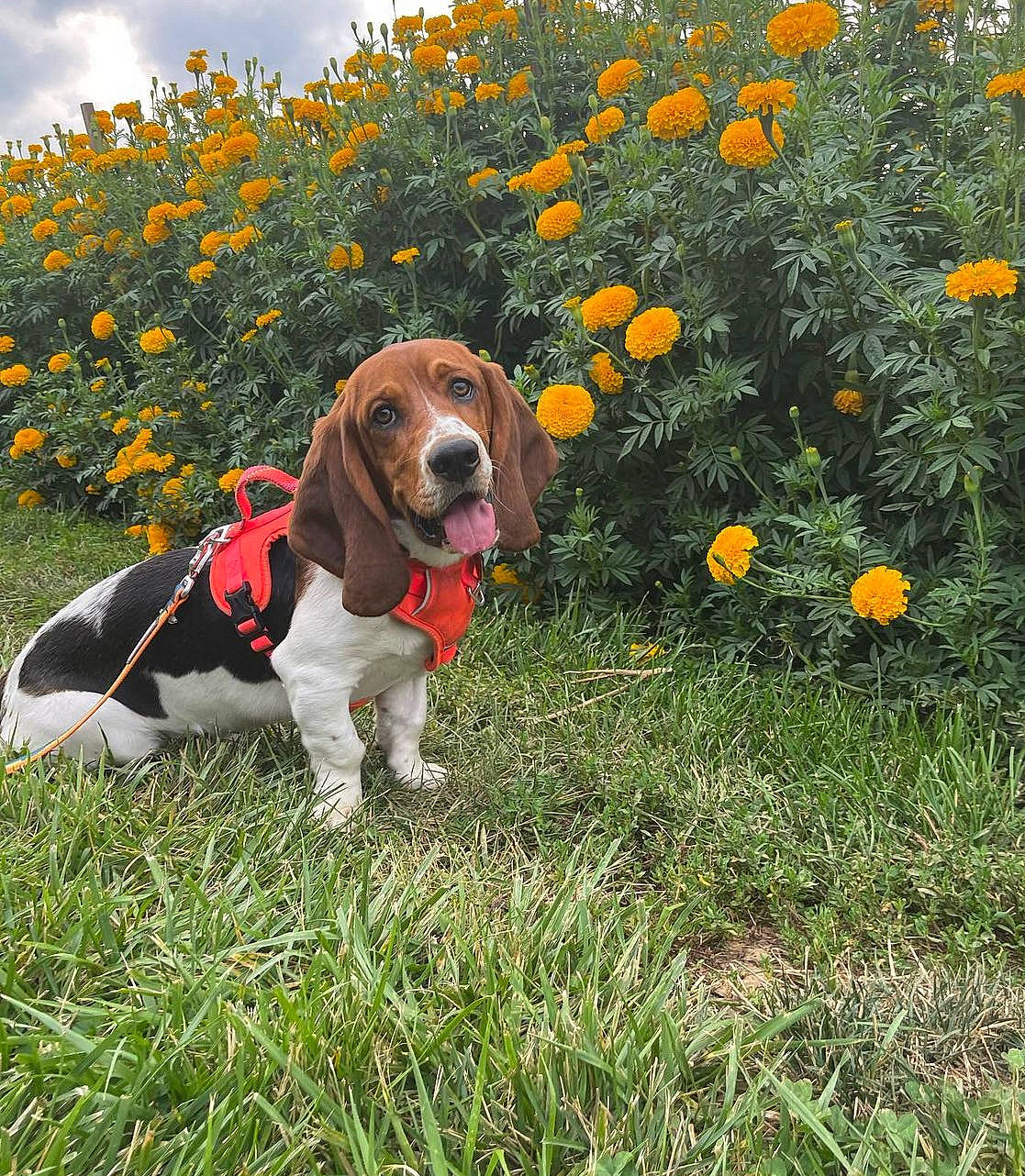 Forest joined the competition — help win amazing prizes! annual_plant, carnivore, cloud, companion_dog, dog, dog_breed, dog_supply, fawn, flower, grass, grassland, hound, landscape, meadow, plant, prairie, sky, snout, sporting_group, tree