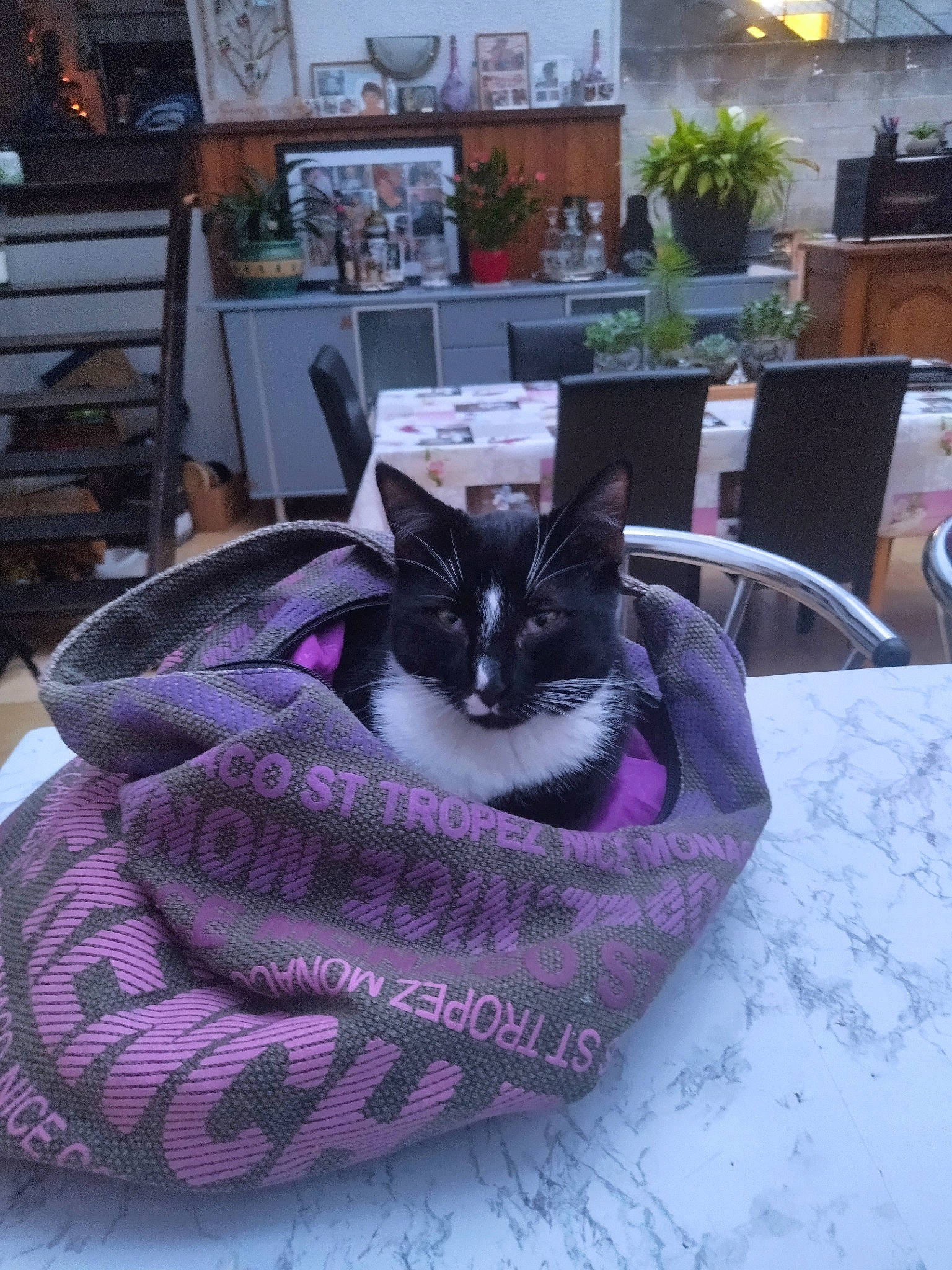 Boulette a rejoint le concours — aidez-le/la à gagner de superbes lots ! basket, carnivore, cat, comfort, felidae, flooring, flowerpot, grey, houseplant, linens, magenta, picture_frame, plant, purple, shelf, small_to_medium_sized_cats, table, tail, textile, whiskers