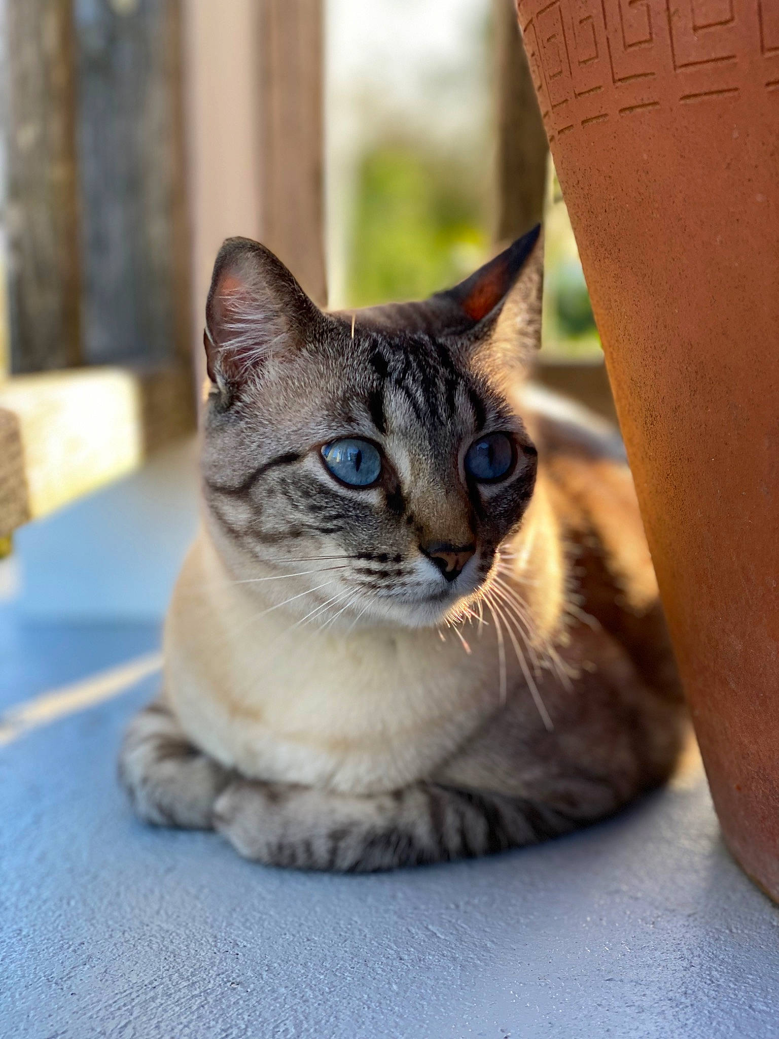 Austin is registered to the contest to win money with this photo: carnivore, cat, domestic_short_haired_cat, door, fawn, felidae, flooring, flowerpot, fur, grey, pet_supply, sitting, small_to_medium_sized_cats, snout, terrestrial_animal, whiskers, wildlife, window, wood