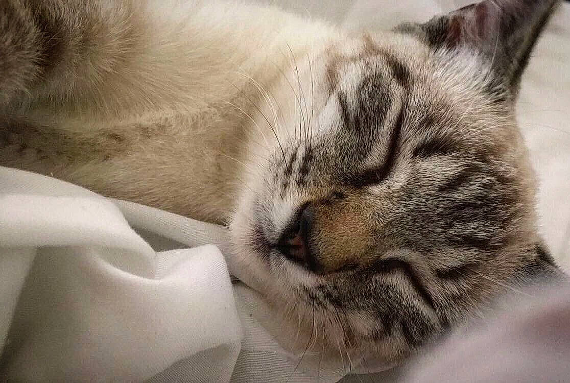 Austin joined the competition — help win amazing prizes! carnivore, cat, claw, comfort, domestic_short_haired_cat, fawn, felidae, fur, grey, nap, paw, sleep, small_to_medium_sized_cats, snout, terrestrial_animal, whiskers