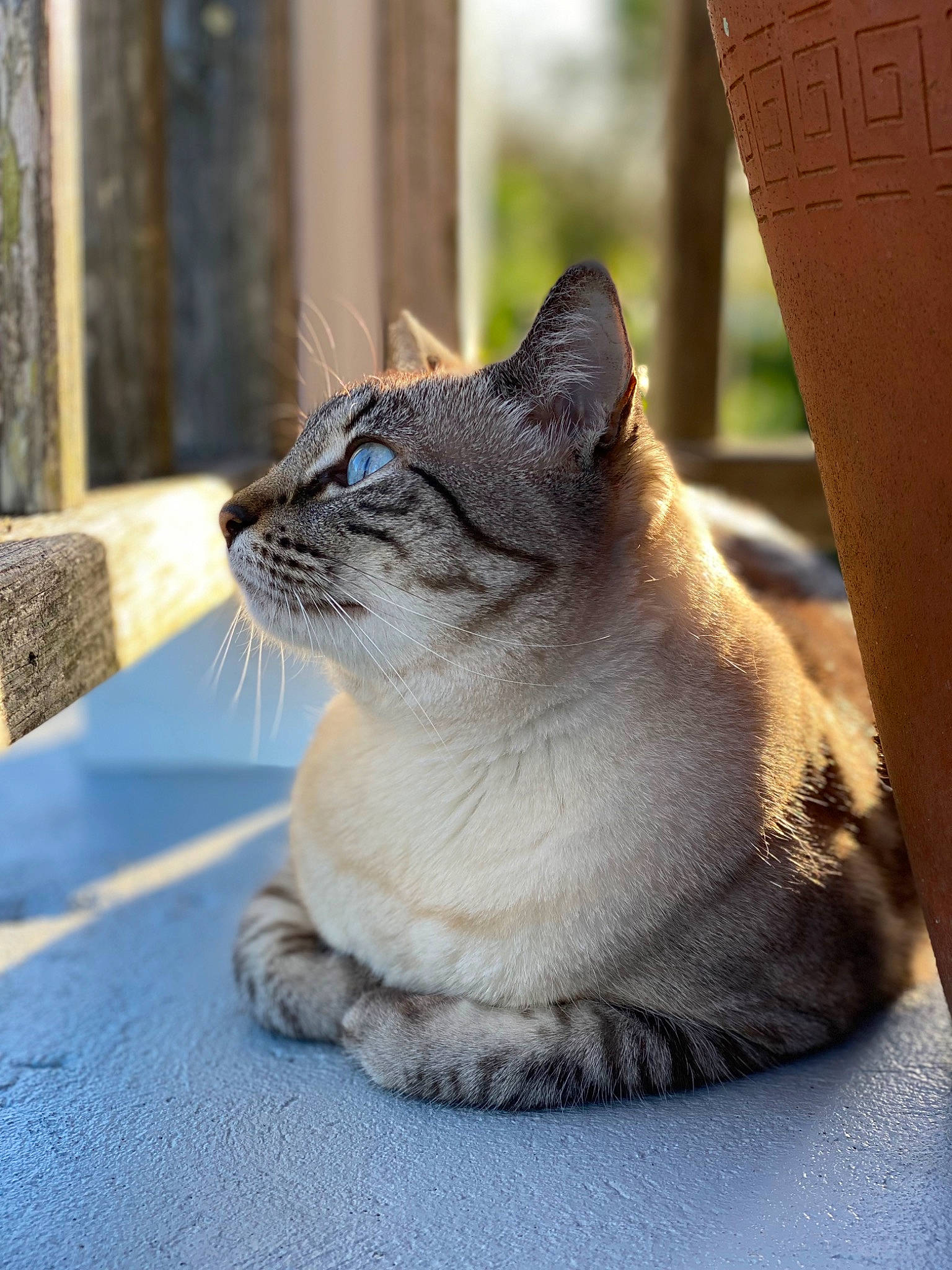 Austin joined the competition — help win amazing prizes! birman, carnivore, cat, comfort, domestic_short_haired_cat, fawn, felidae, flooring, fur, grey, sitting, small_to_medium_sized_cats, snout, tail, terrestrial_animal, whiskers, wildlife, window, wood