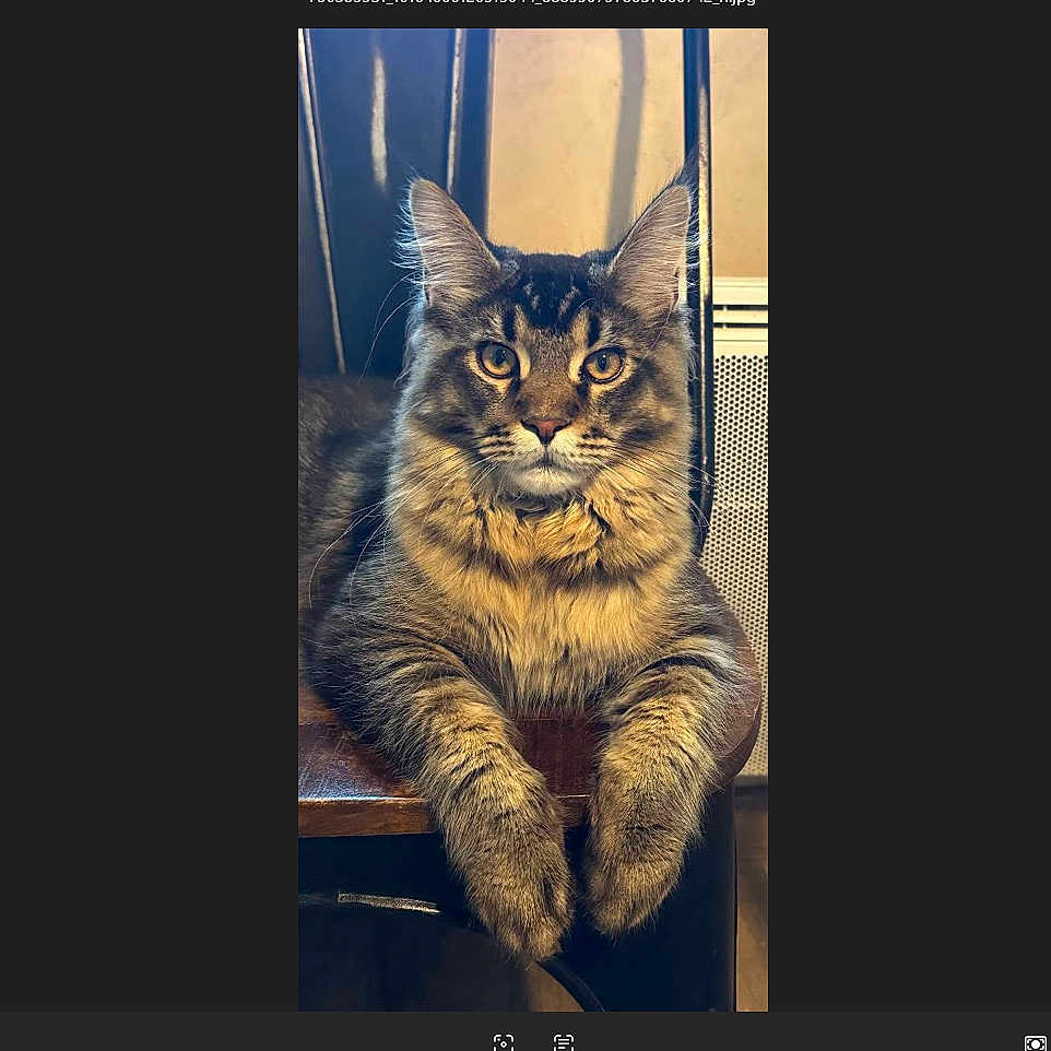 Ares participe au concours pour gagner de l'argent avec cette photo : cat, fluffy, chair, wood, feline, pet, indoor, fur, animal, portrait, looking, cute, domestic, whiskers, ears, paws, resting, yellow_eyes, tabby, cozy