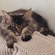 Ares a rejoint le concours — aidez-le/la à gagner de superbes lots ! animal, blanket, cat, comfort, cozy, cute, feline, fur, indoor, kitten, mammal, paws, pet, relaxing, resting, sleeping, soft, tabby, whiskers, young