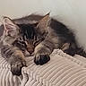 animal, blanket, cat, comfort, cozy, cute, feline, fur, indoor, kitten, mammal, paws, pet, relaxing, resting, sleeping, soft, tabby, whiskers, young