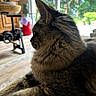 animal, cat, close_up, cozy, domestic, fluffy, fur, furniture, garden, home, indoor, natural_light, peaceful, pet, relaxed, resting, side_profile, whiskers, window, wooden_floor