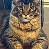 Ares participe au concours pour gagner de l'argent avec cette photo : cat, tabby, feline, pet, animal, indoor, chair, wood, fur, portrait, looking, eyes, whiskers, paws, relaxed, domestic, mammal, home, closeup, seated