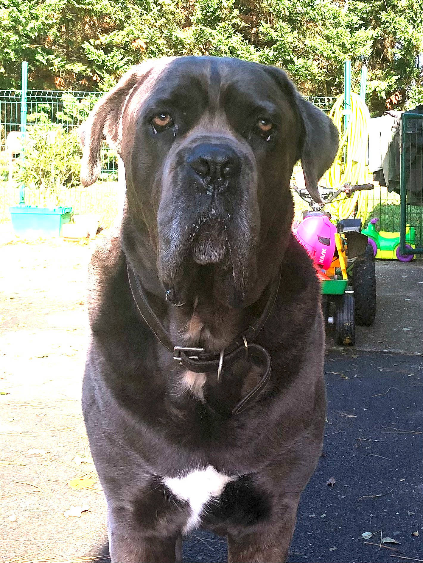 Mooky participe au concours pour gagner de l'argent avec cette photo : canidae, carnivore, collar, companion_dog, dog, dog_breed, dog_collar, fawn, giant_dog_breed, guard_dog, plant, snout, sporting_group, terrestrial_animal, tree, wheel, whiskers, working_animal, working_dog, wrinkle