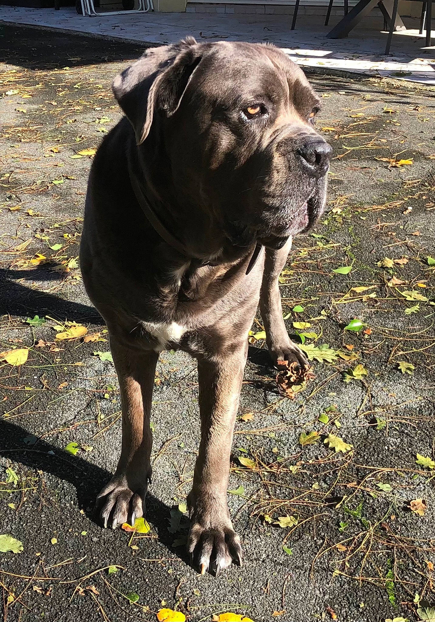 Mooky participe au concours pour gagner de l'argent avec cette photo : asphalt, carnivore, collar, companion_dog, dog, dog_breed, dog_collar, fawn, grass, guard_dog, gun_dog, liver, molosser, road_surface, sporting_group, tail, tar, terrestrial_animal, whiskers, working_animal