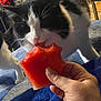 animal, black_and_white_cat, blanket, blue_blanket, cat, close_up, cozy, domestic_animal, eating, feline, food, fruit, hand, indoor, nibble, person_hand, pet, snack, table, watermelon