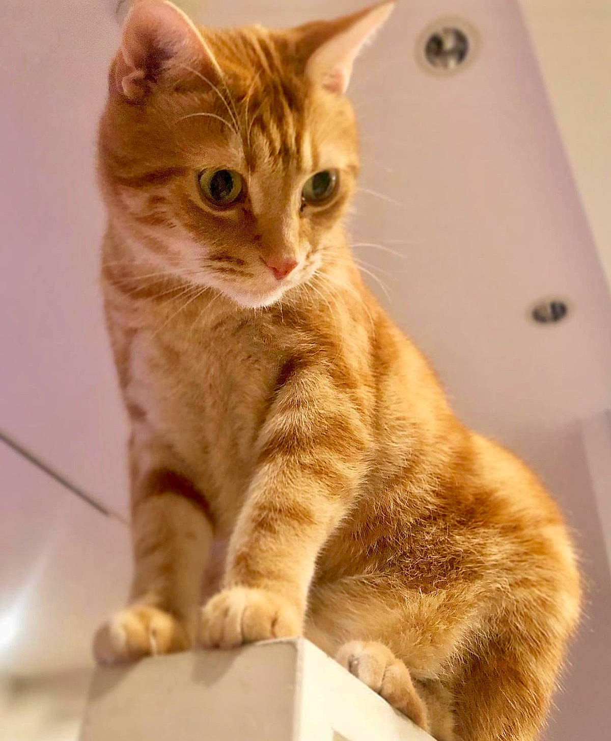 Lala participe au concours pour gagner de l'argent avec cette photo : aegean_cat, american_shorthair, american_wirehair, arabian_mau, asian, australian_mist, carnivore, cat, domestic_short_haired_cat, dragon_li, european_shorthair, fawn, felidae, kitten, mammal, ocicat, small_to_medium_sized_cats, tabby_cat, vertebrate, whiskers