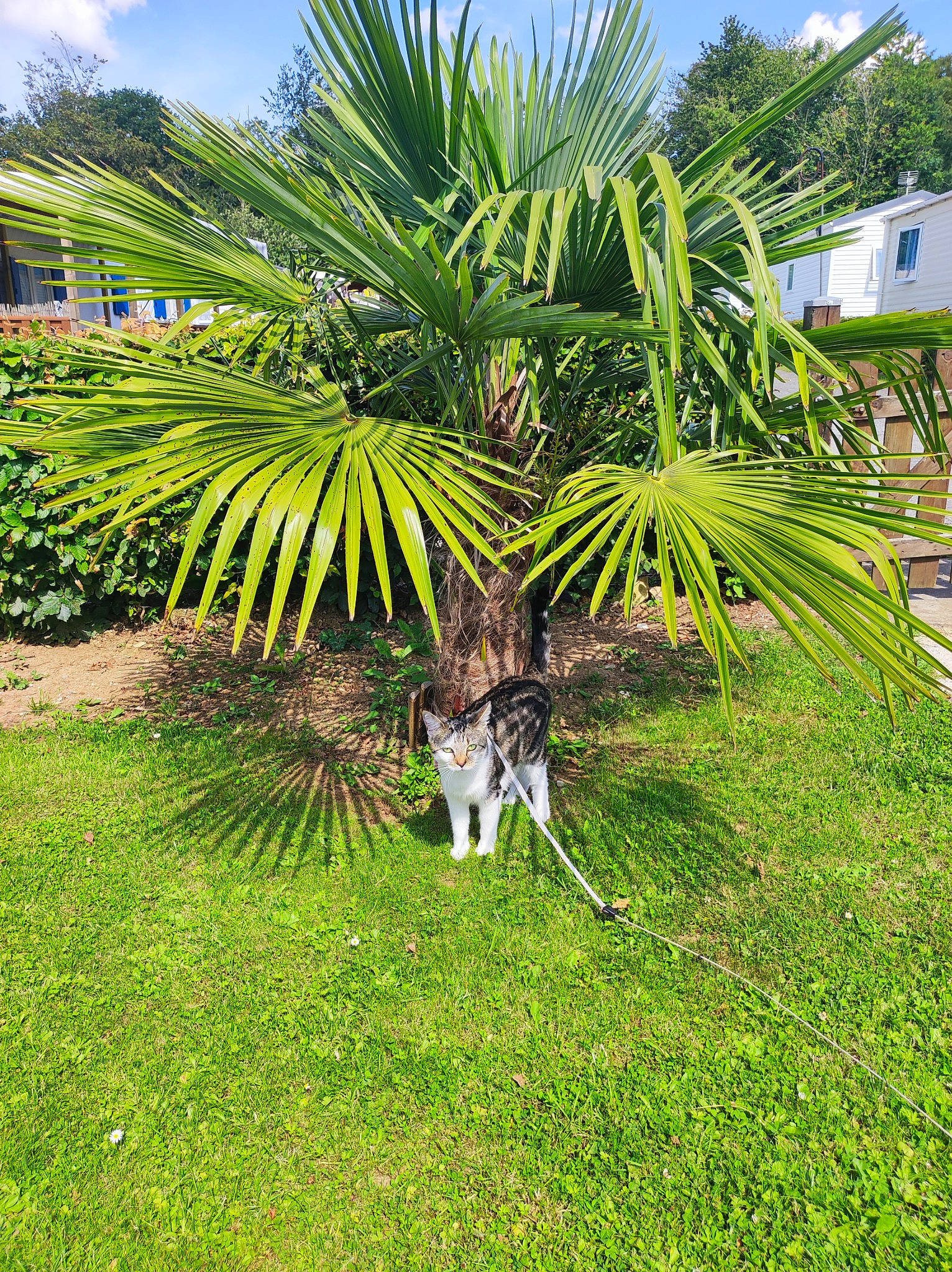 Genny a rejoint le concours — aidez-le/la à gagner de superbes lots ! arecales, carnivore, cloud, dog_breed, garden, grass, grass_family, groundcover, landscape, landscaping, lawn, palm_tree, plant, shrub, sky, tail, terrestrial_animal, terrestrial_plant, tree, woody_plant