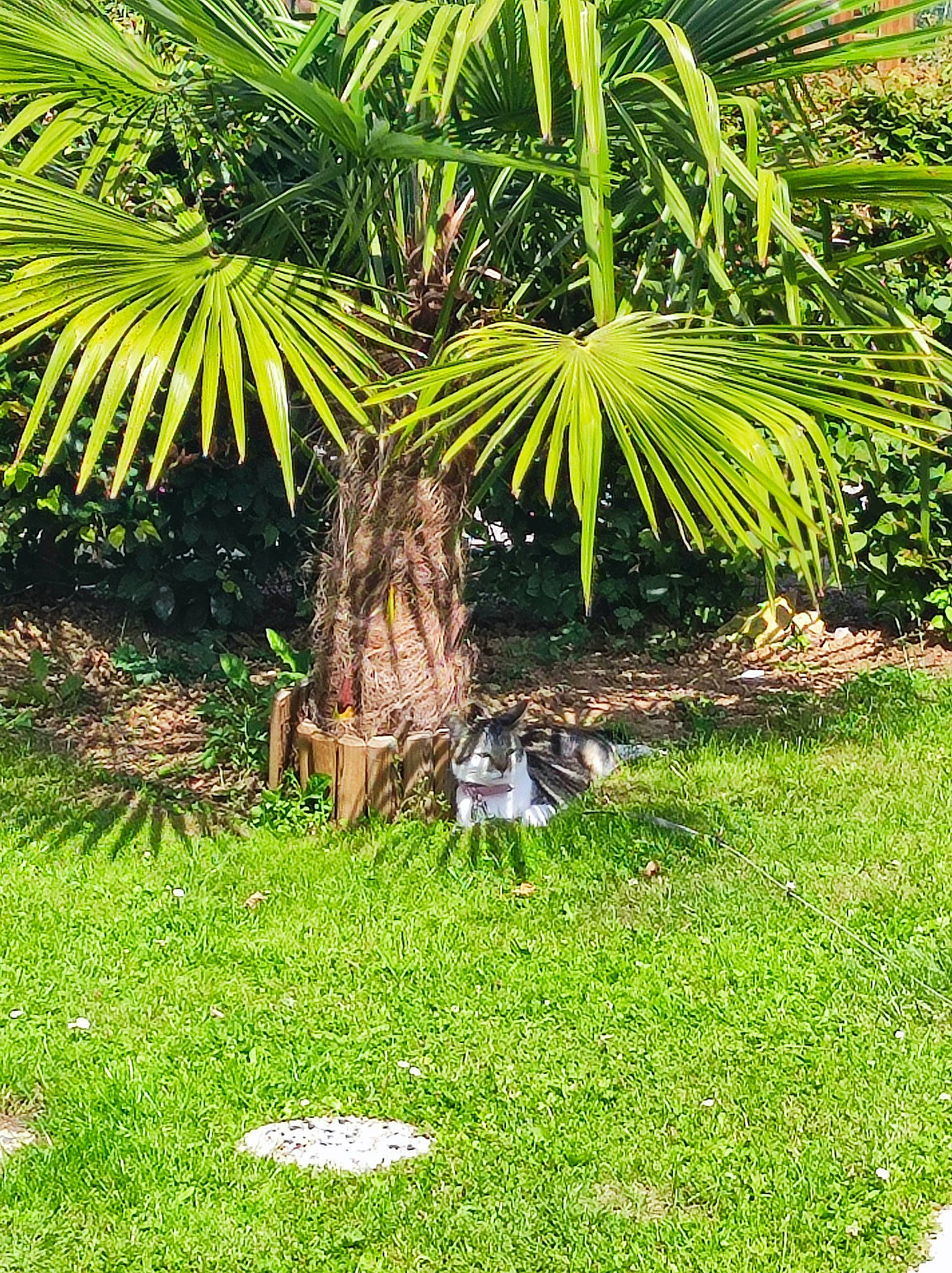 Genny a rejoint le concours — aidez-le/la à gagner de superbes lots ! arecales, botany, evergreen, grass, grass_family, groundcover, landscape, leaf, organism, palm_tree, plant, plant_community, sabal_minor, saw_palmetto, shrub, terrestrial_plant, tree, trunk, vegetation, woody_plant